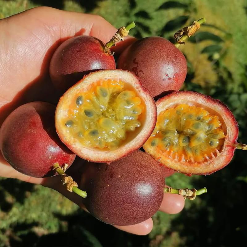Passion Fruit Plant Live, Passionfruit Vine Live Plant Fully Rooted in 1 Gallon Pot