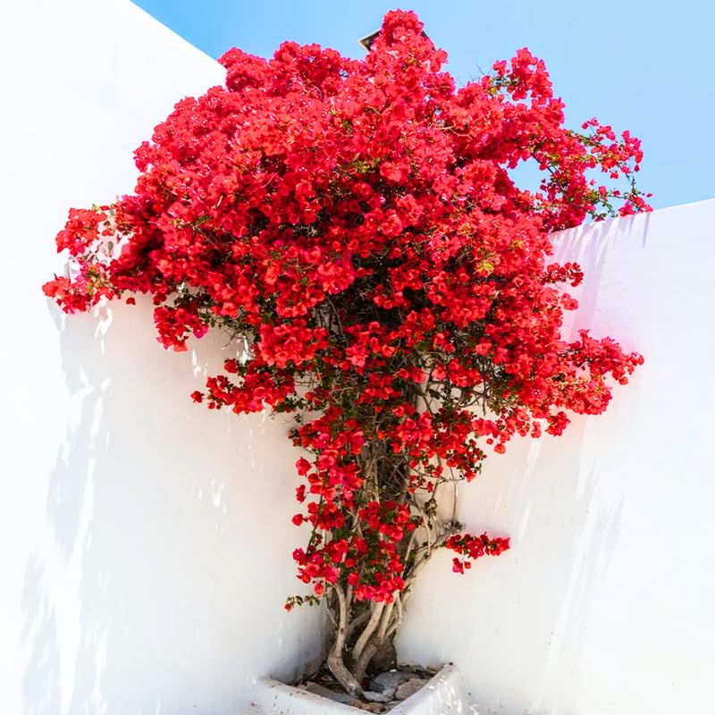 3 Double Red Bougainvillea Plants Live, 4-8” Tall Flowering Bougainvillea Vines, Tropical Climbing Plants for Garden or Containers, No Pot