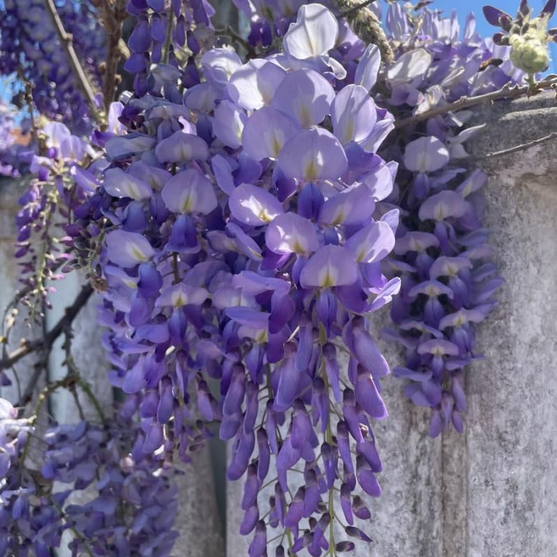 Blue Wisteria Live Plant, Wisteria Tree, 6 to 12 Inch Plant in Pot, Fully Rooted, Hardy Perennial Flower Plants, Dormant in Winter