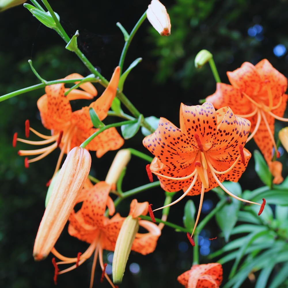 10 Tiger Lilies Bulbs for Planting, Turks Cap Lily Bulbs, Perennial Flower Bulb