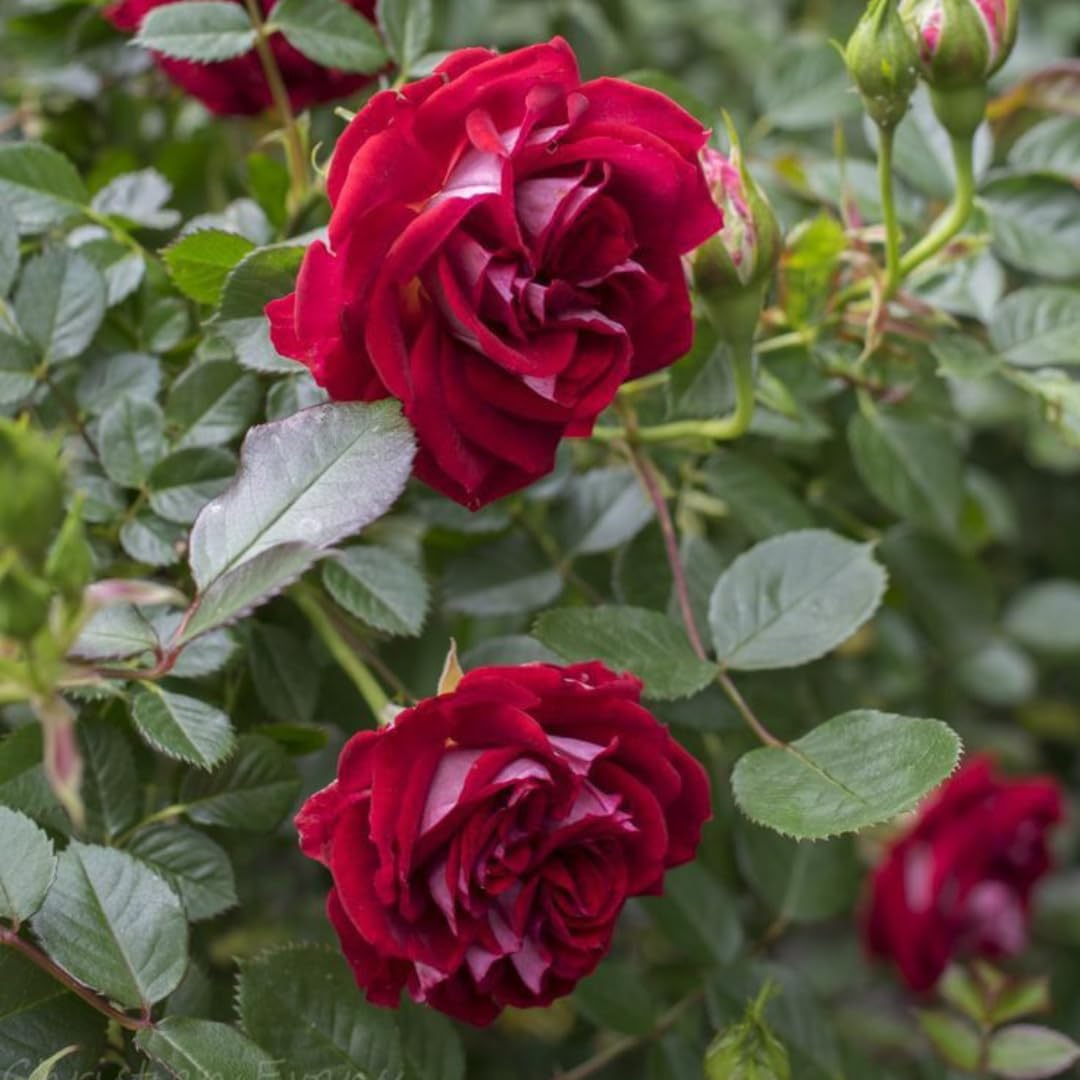 Live Red Rose Plant for Planting, Hardy Flowering Plant, Rose Flowering Shrub in 3 Gallon Pot for Containers, Landscapes, and Backyard Gardens, No Ship to CA