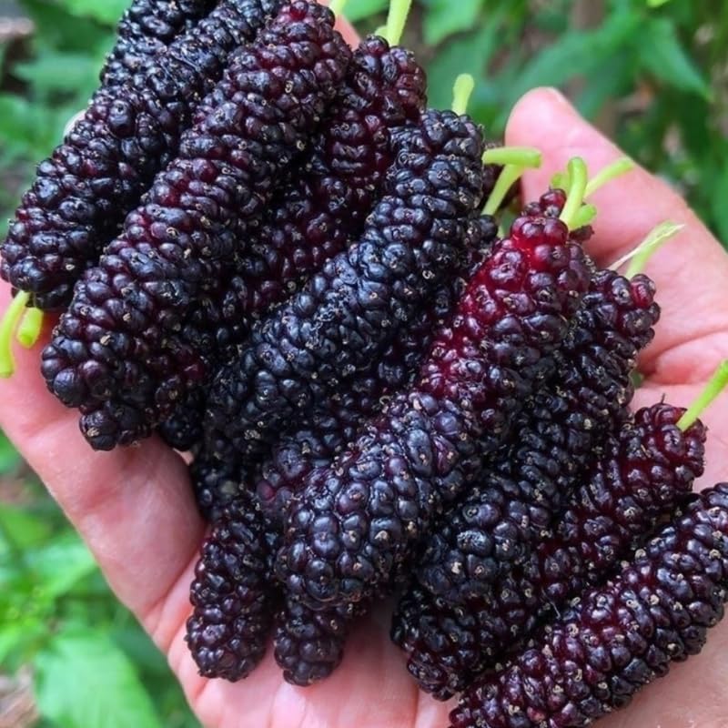 Pakistan Mulberry Tree Live Plant, Hardy Well Rooted 4-8'' Tall, Mulberry Fruit Tree for Indoor Outdoor Spring Planting Mulberries