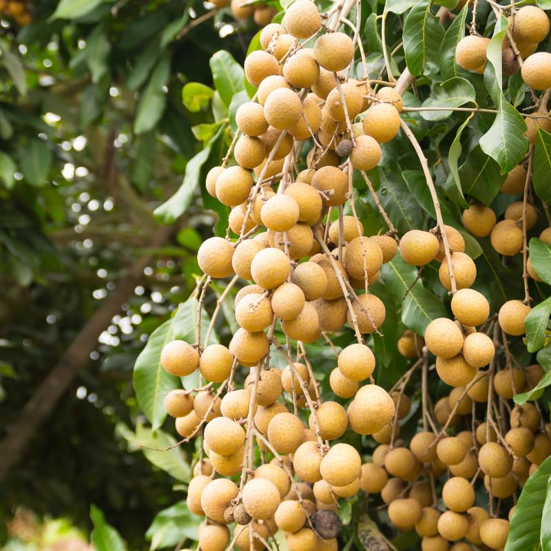 Longan Live Plant, Longan Fruit Plant in 3 Gallon Pot, Sweet Tropical Fruit Tree, 2 to 3 Feet in Heigh, No Ship to CA