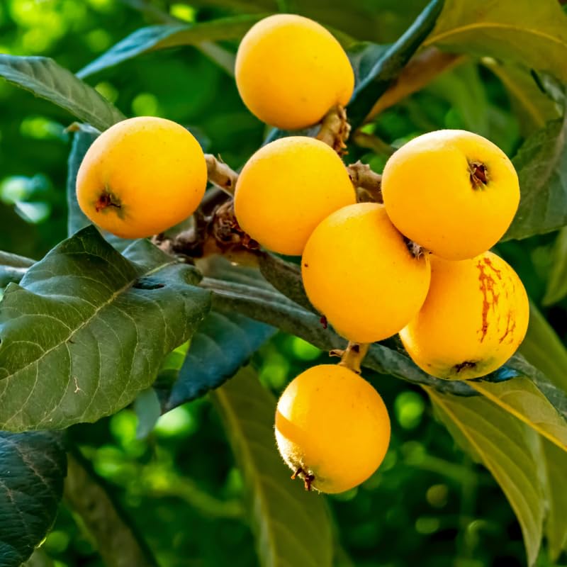Loquat Tree, 2-3 Ft Tall in 1 Gallon Pot, Yellow Loquat Fruit Tree Plant Potted for Outdoor Garden, Patio and Edible Landscape, No Ship to CA
