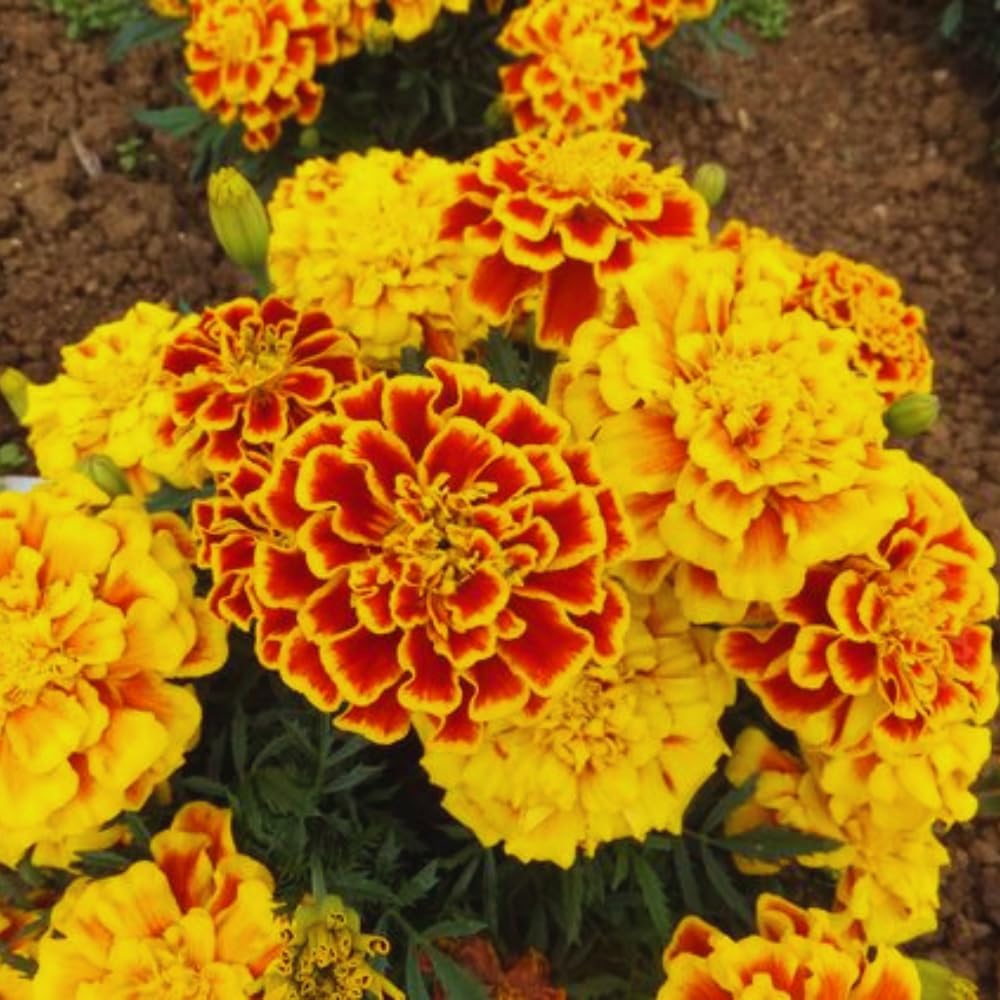 3 Orange Red Marigold Plants Live, 5 to 8 Inc Live Marigold Flower Plants