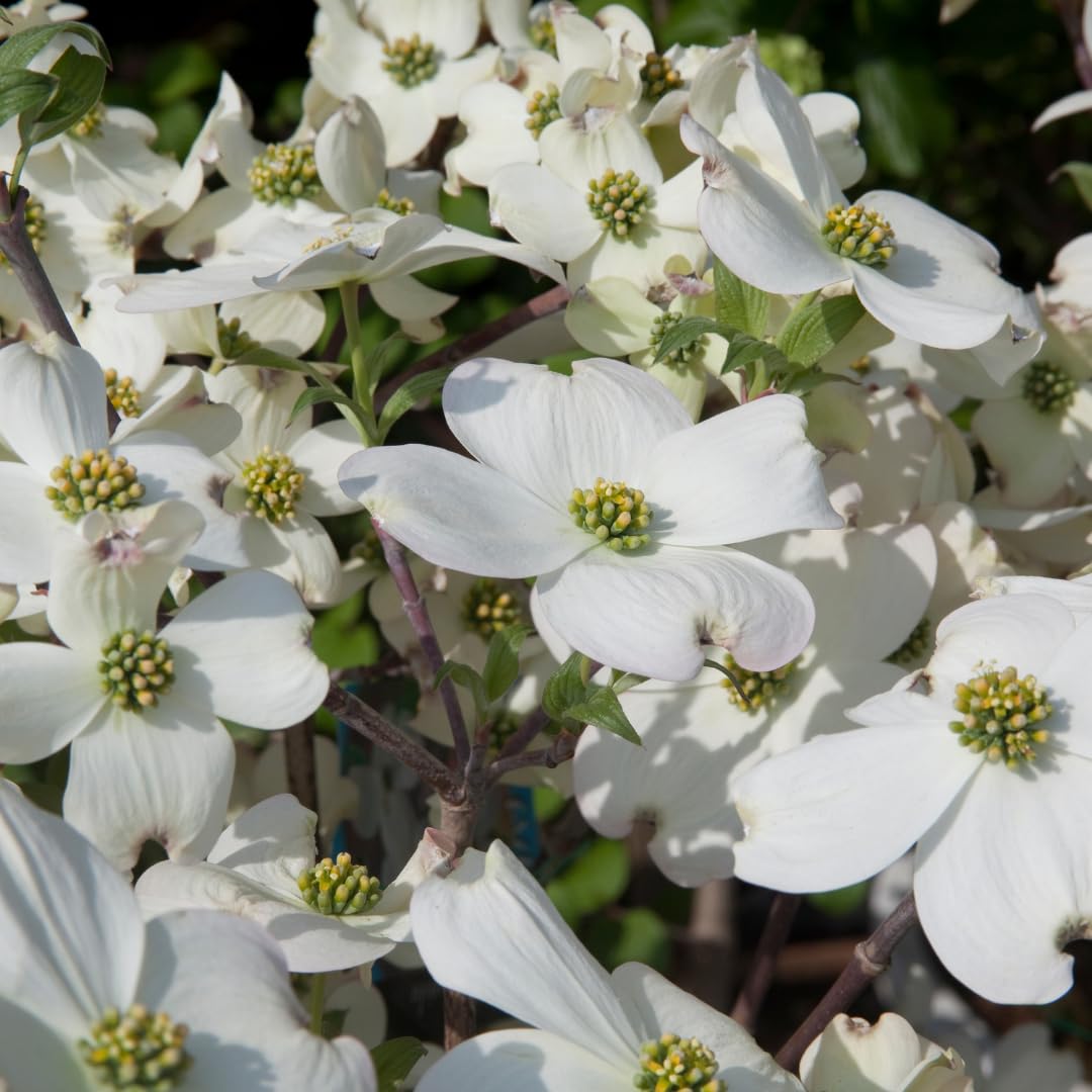 Live White Dogwood Tree Plant, Ornamental Flowering Dogwood, 6 to 12 Inches Tall for Outdoor Planting