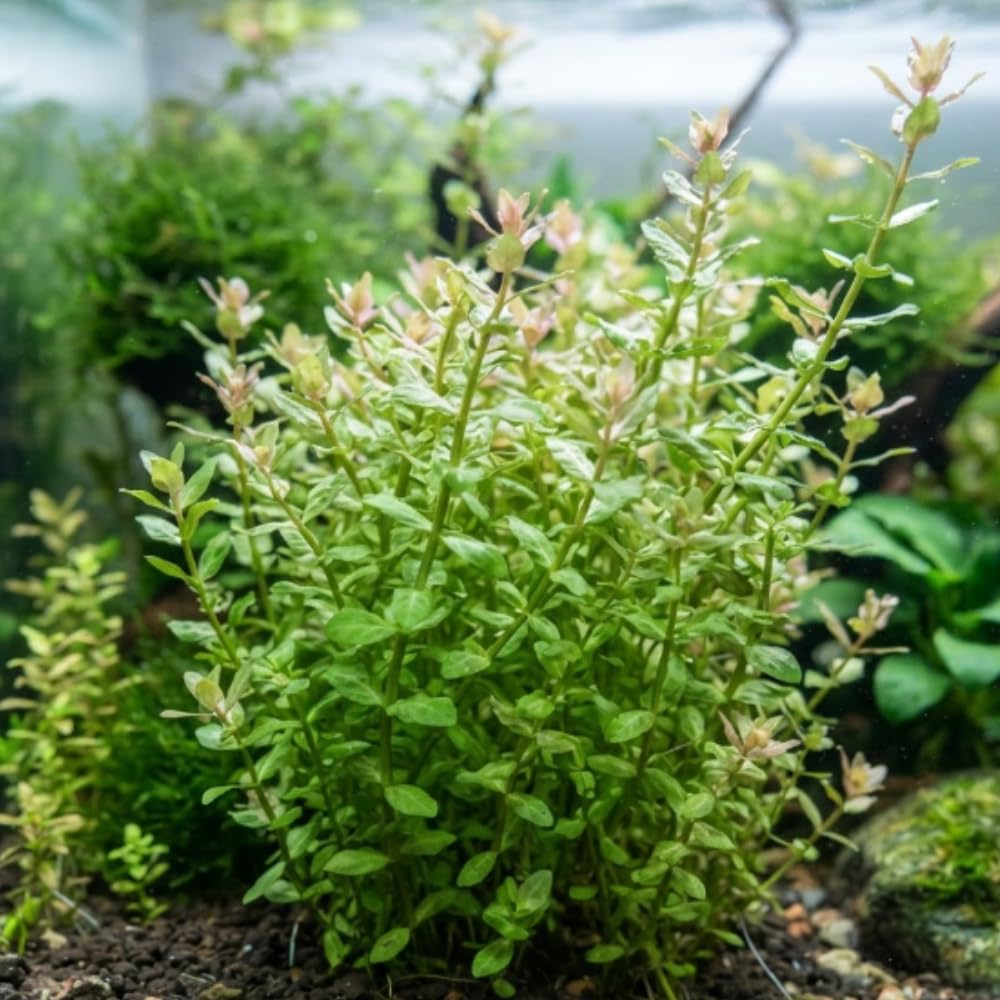 Green Rotala Aquarium Plant, 1 Bundle Live Stem Plant