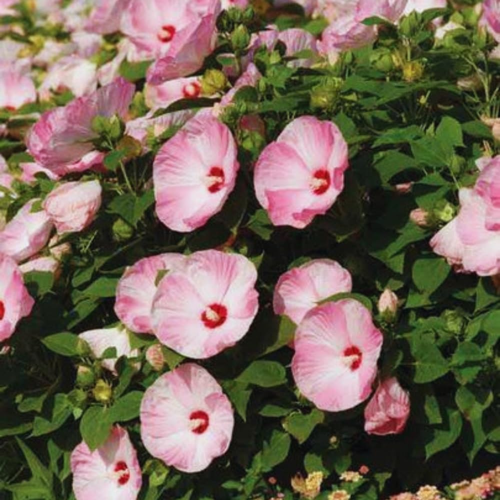 2 Hardy Hibiscus Plants Live, Pink Hibiscus Flowers Plant, 4 to 6 Inches Tall, Hibiscus Tree Live Plant for Gardening Indoor Outdoor