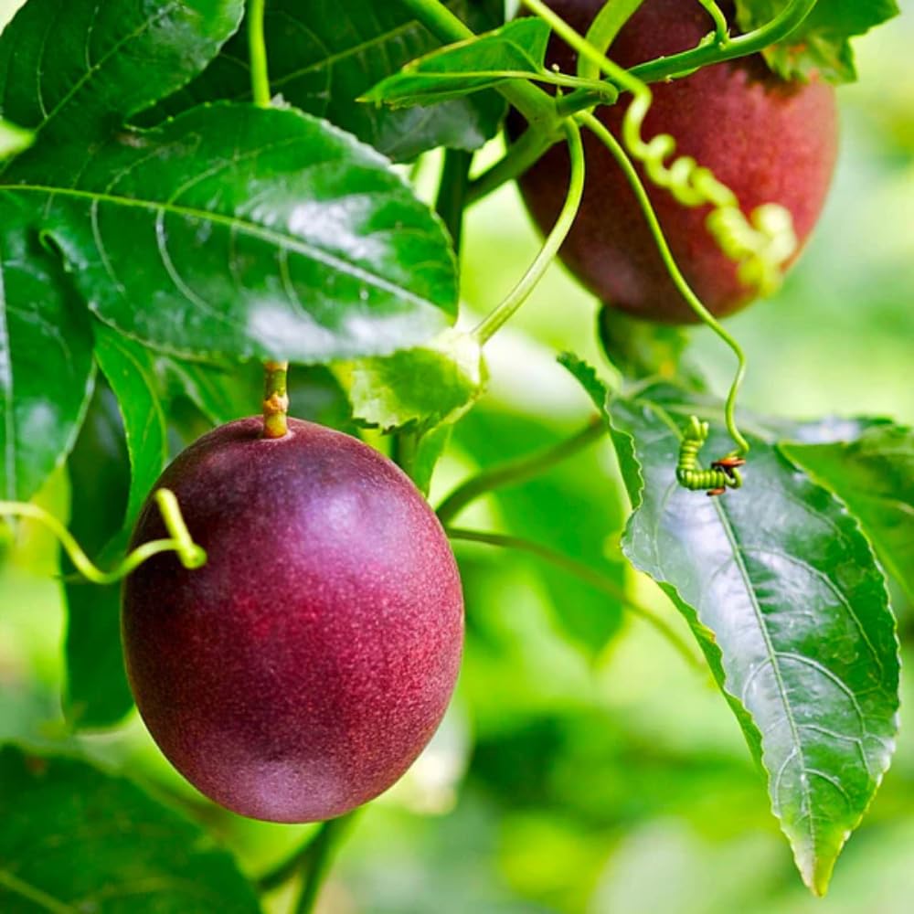 Purple Passionfruit Plant, Passion Fruit Tree Live 1-2 Feet Tall, Edible Passion Fruit Vine Plant in Gallon Pot, No Ship to CA