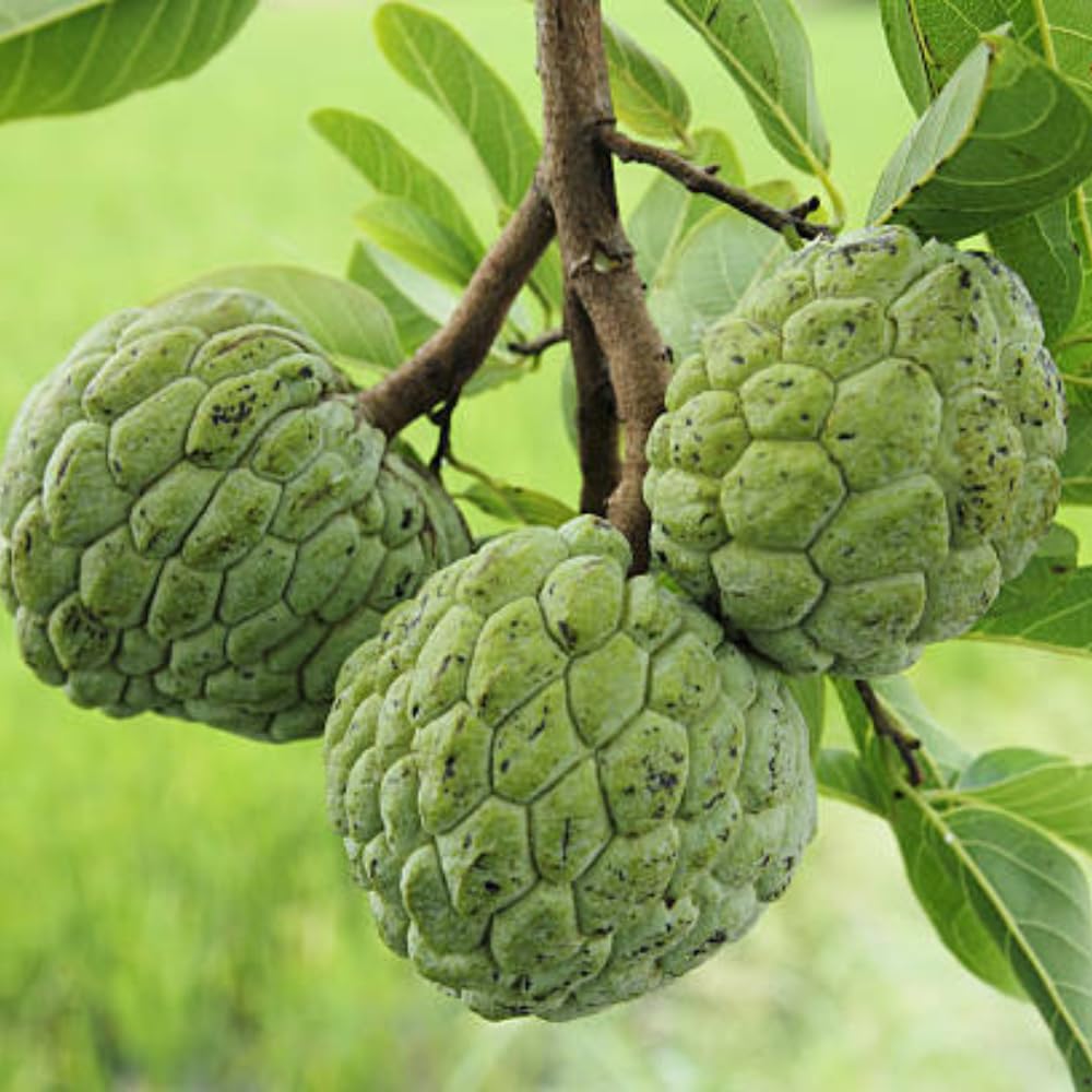 Green Sugar Apple Tree Live Plant, 2-3 Feet Tall in 3 Gallon Pot for Container and Outdoor Planting, No CA