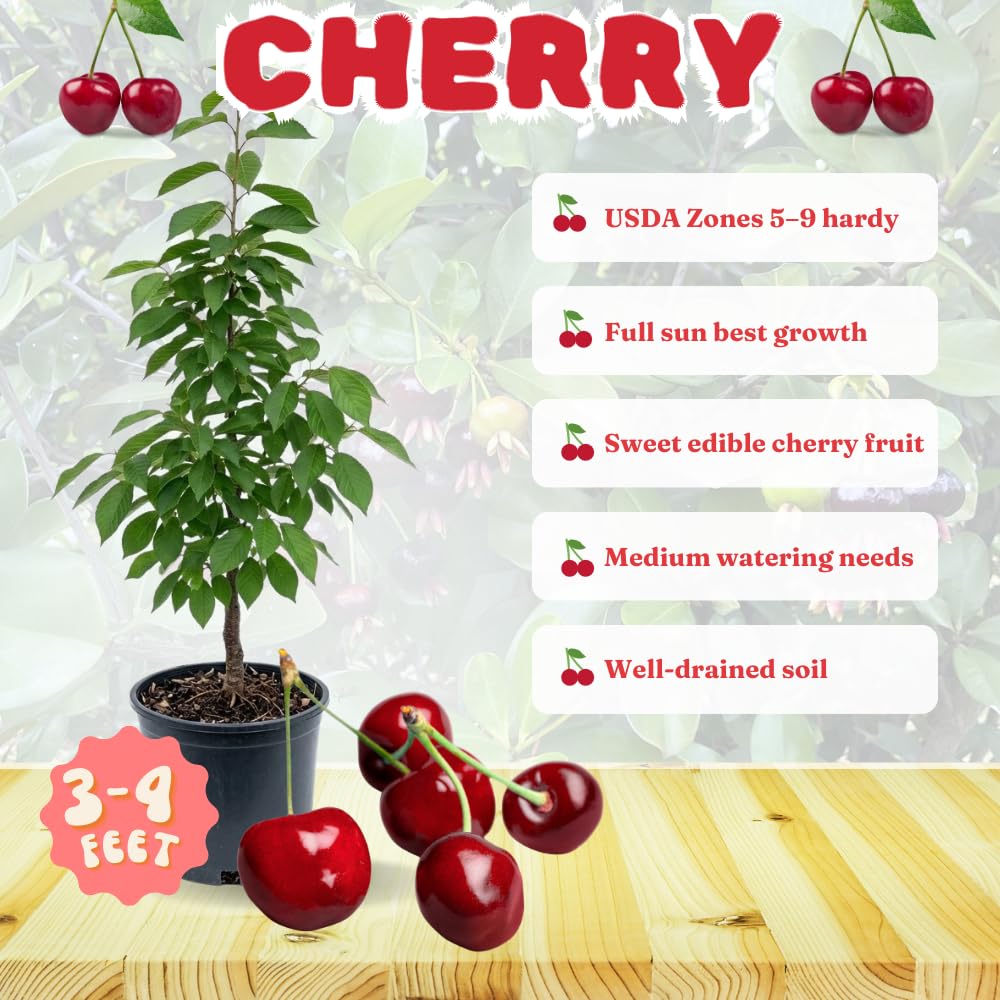 Cherry Live Tree Plant, 3-4 Feet Tall in 3 Gallon Pot, Cherry Trees Live Plants, Sweet Fruit Tree, Cold Hardy for Outdoor Gardening, No Ship to CA (Red)