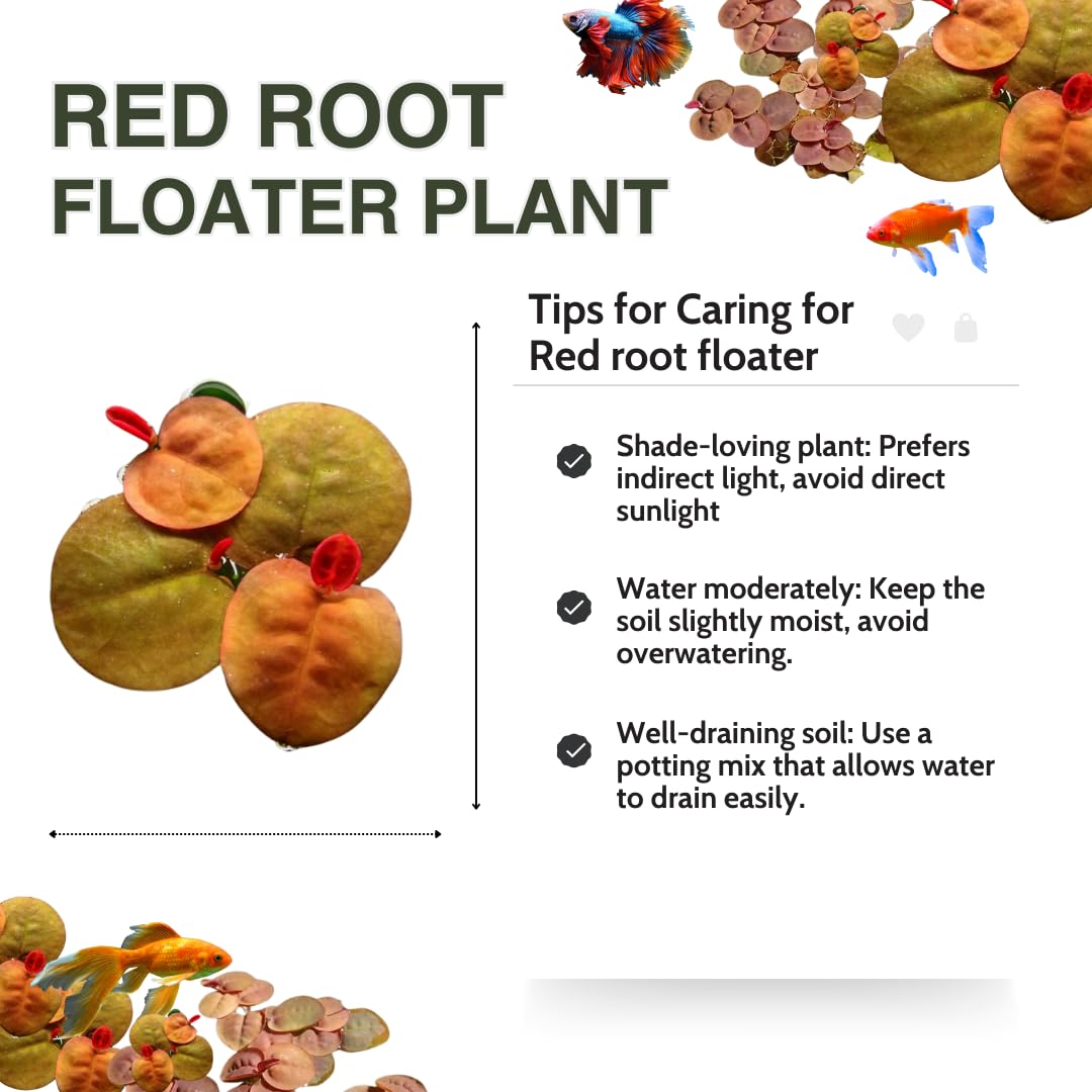 Combo 90+ Red Root Floater Plants Live, Aquarium Plants Live, Live Floating Plant for Aquarium, Aquatic Live Plants