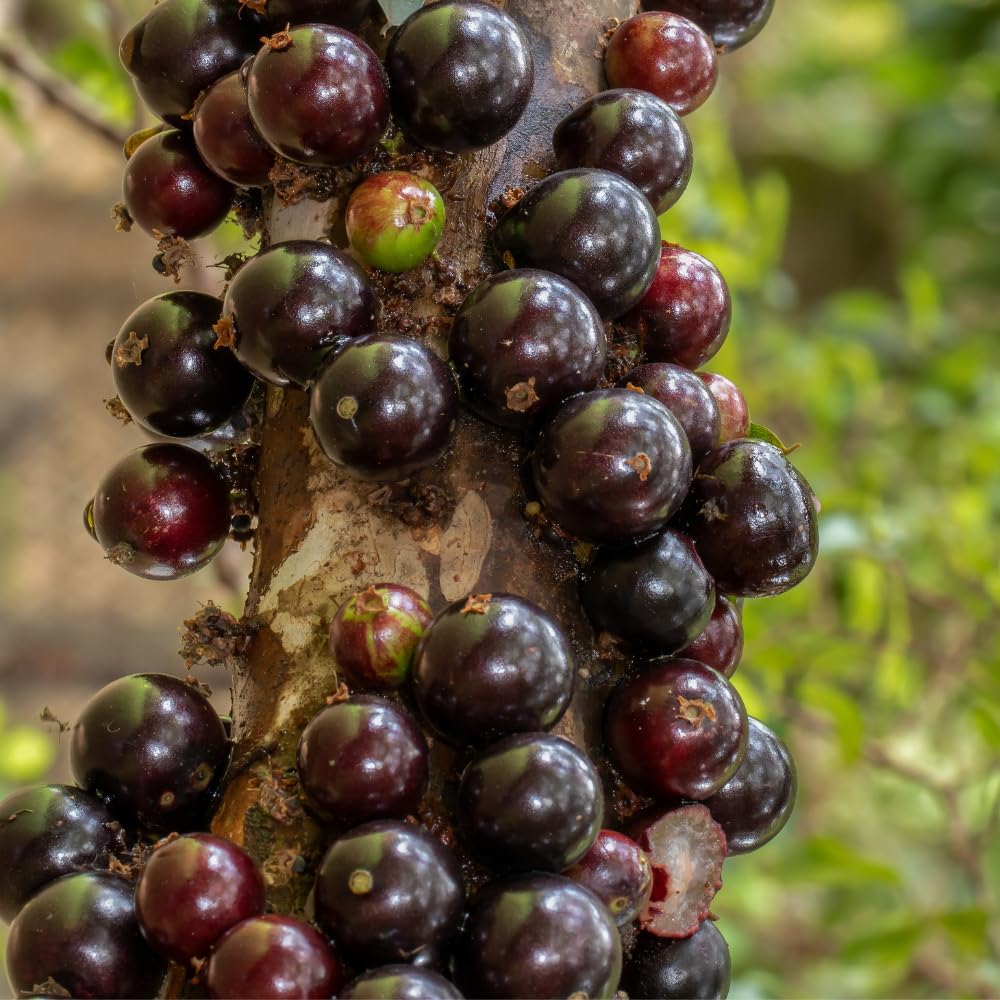 Jaboticaba Tree Live Plant, Jabuticaba Fruit Tree, 2-3 Feet Tall, Well Rooted, Black Grape Fruit Tree for Outdoor Planting, 3 Gallon Pot, No Ship to CA