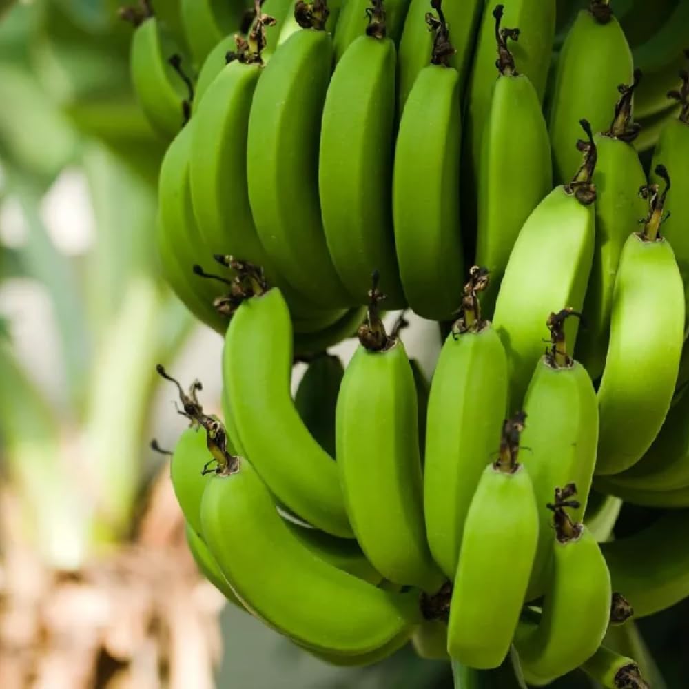 2 Grand Nain Banana Plants Live, Banana Fruit Tree Starter, Indoor Outdoor Planting, 4-6 Inches Tall