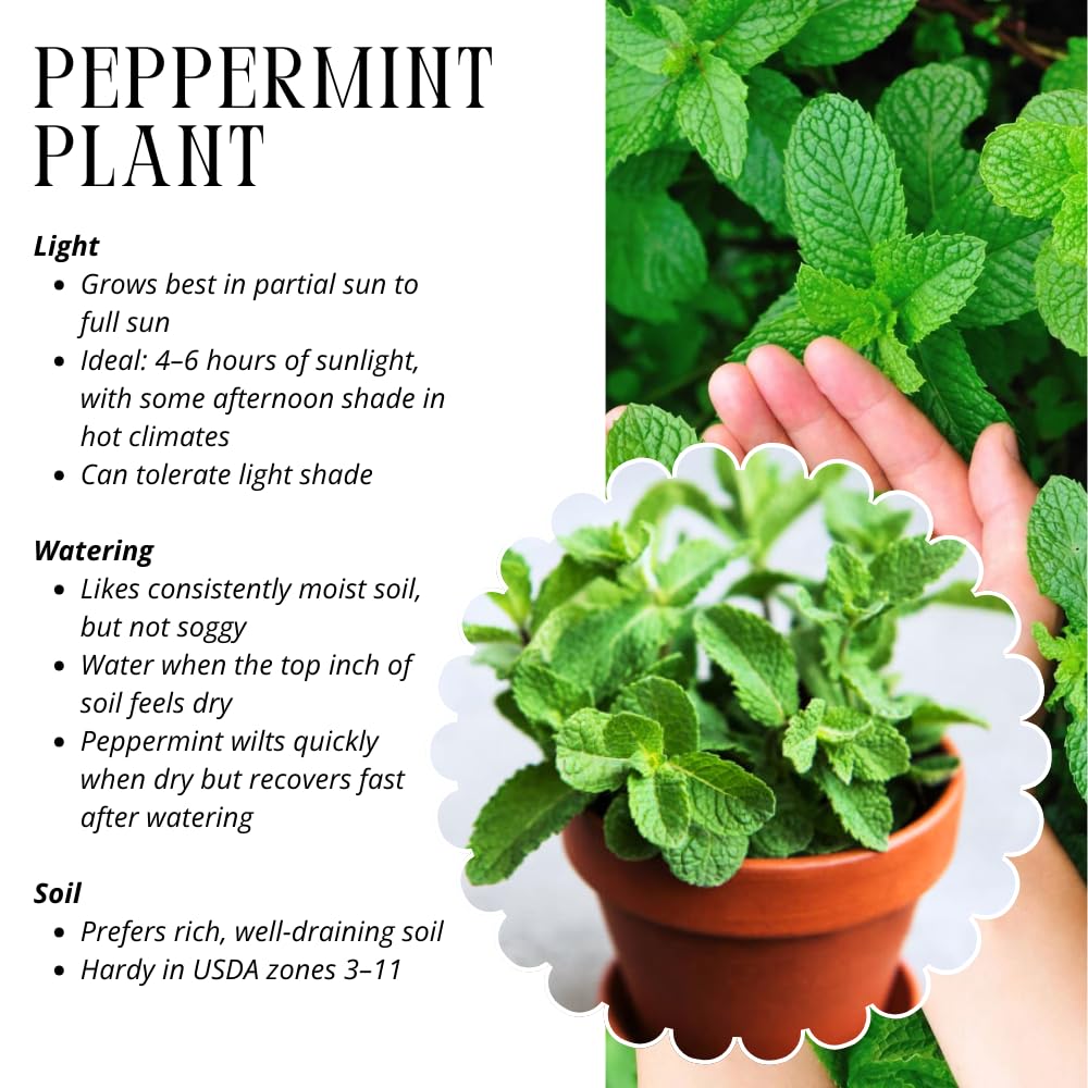 Set 4 Peppermint Plants Live, 4-6 Inches Tall, Culinary Herb for Indoor or Outdoor Planting