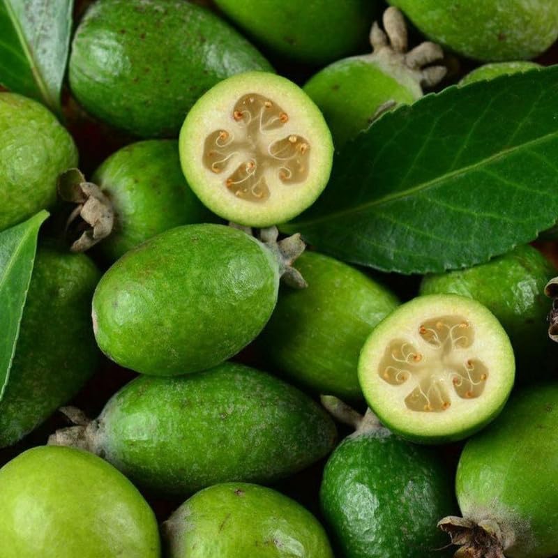 Pineapple Guava Fruit Tree 20-24 Inch Tall, Pineapple Guava Fruit Tree Plant Live for Planting in Garden, 1 Gallon Pot, No Ship to CA