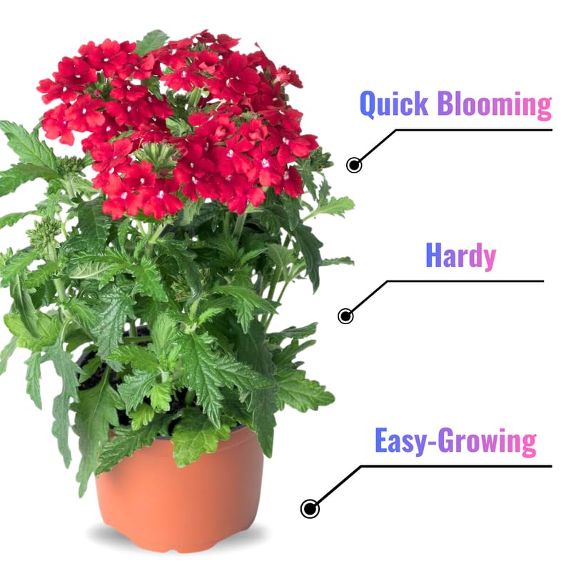 Sets 4 Random Verbena Plants Live Perennial Outdoor Sping Growing, Size 4-6" in Tall, Ready to Bloom, Ornamental Landscapes, Trailing Hanging Basket