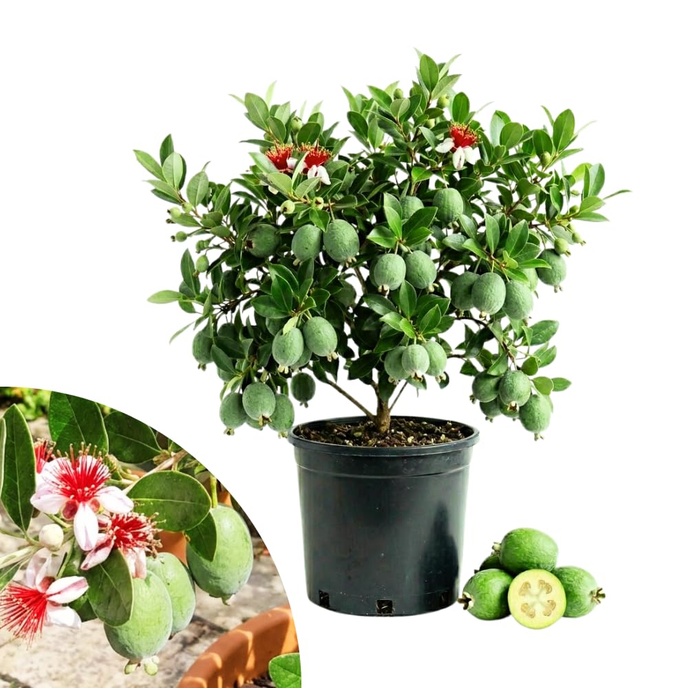 Guava Tree Live Plant, Pineapple Guava Plants Live for Planting, Tropical Fruits Tree for Outdoor Gardening, 1 Feet Tall in 1 Gallon Pot, No Ship to CA