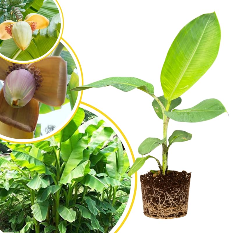 Cold Hardy Basjoo Banana Tree Live Plant 4–7″ Tall, Tropical Banana Plant, Fast Growing, Indoor and Outdoor Growing