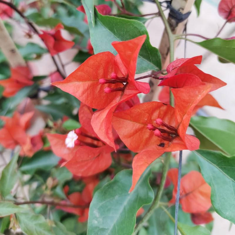 Set 2 Bright Orange Bougainvillea Plants, 5-8" Tropical Bougainvillea Plant Starter, Colorful Perennial Blooms, Live Well Rooted Plant