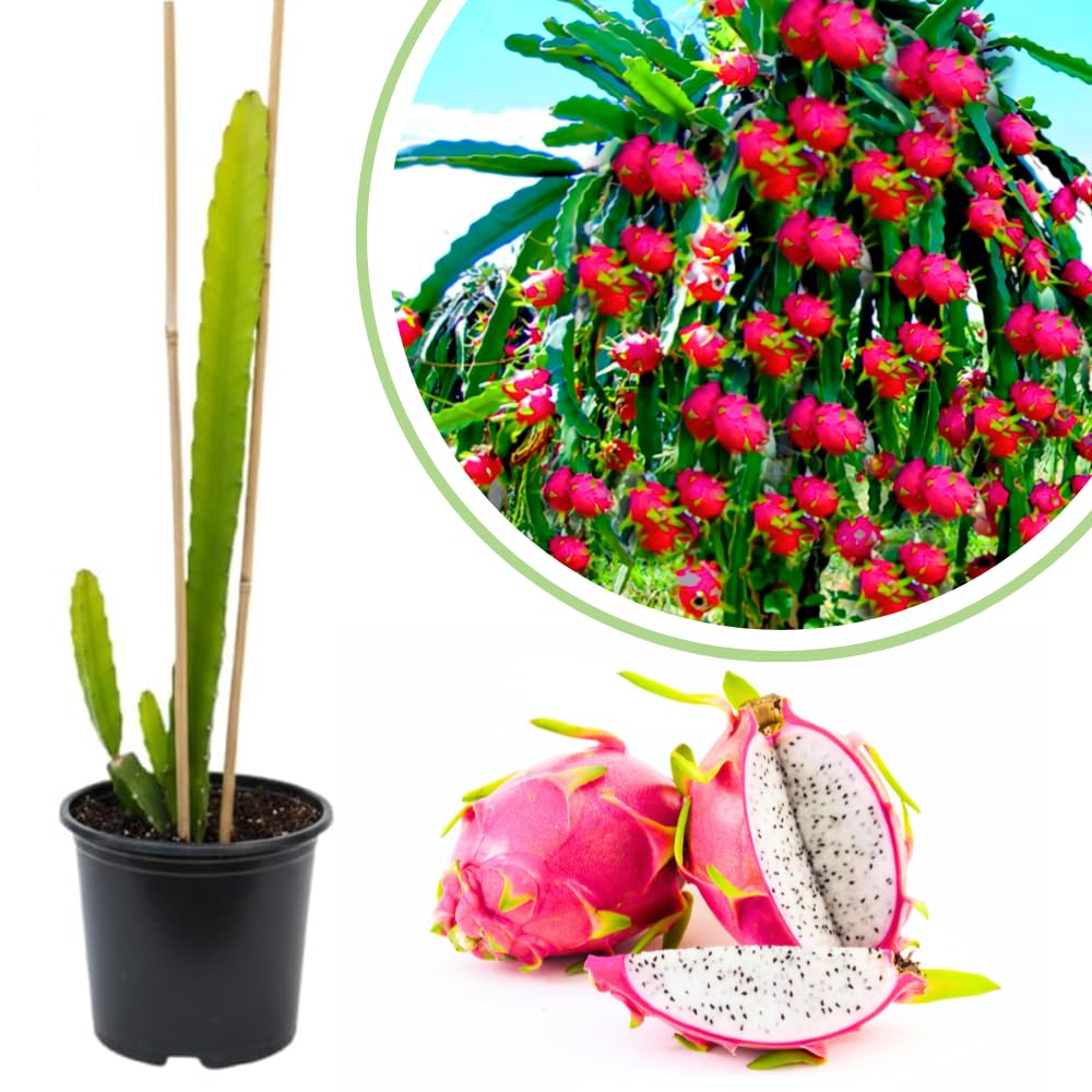White Dragon Fruit Plant Live, 1 Gallon Potted Plant, Tropical Cactus Fruit Plant
