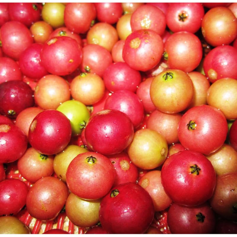 Jamaican Strawberry Cherry Tree Live Plant for Outdoor Planting, 4 to 6 Inc in Tall, Sweet, Tasty Fruit, Great for Garden or Containers, Zones 9-11