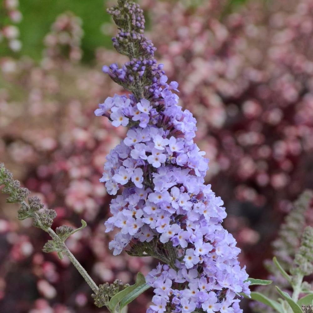 2 Purple Blue Butterfly Bushes Live Plants, Perennial Butterfly Bush for Outdoor Garden 4-7 Inches