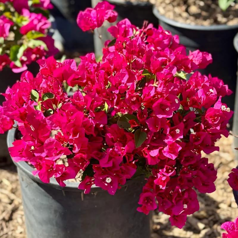 3 Deep Pink Bougainvillea Plants Live, 4-8” Tall Well-Rooted Bougainvillea Vine Flower Plants, Tropical Climbing Plants, No Pot