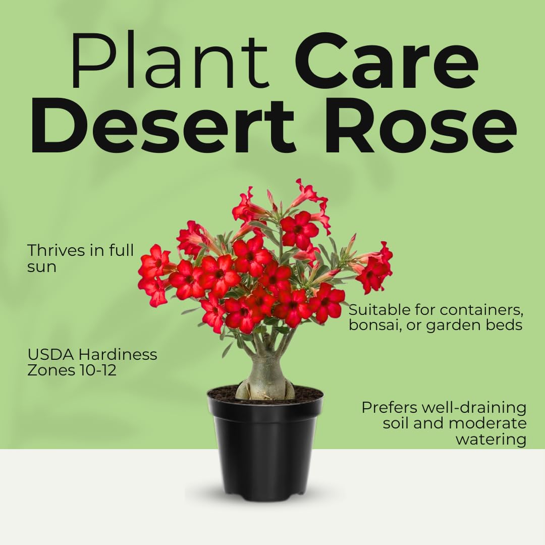 Live Desert Rose Plant, Adenium Obesum Desert Rose, Flowering Succulent, 4-7 Inches Tall for Indoor or Outdoor Planting (Red Desert Rose)
