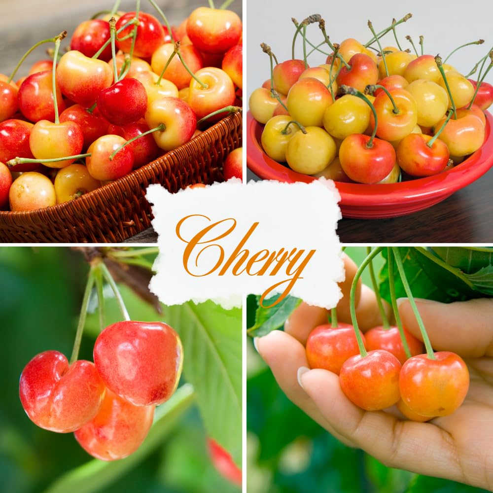 Cherry Live Tree Plant, 3-4 Feet Tall in 3 Gallon Pot, Cherry Trees Live Plants, Sweet Fruit Tree, Cold Hardy for Outdoor Gardening, No Ship to CA (Rainier)