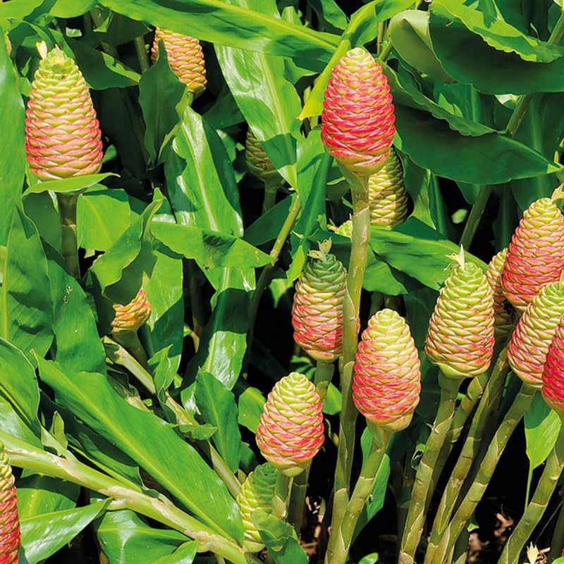 10 Shampoo Ginger Roots, Zingiber Zerumbet, Pinecone Ginger Rhizomes for Gardening Outdoor, Indoor, Zone 8 to 11