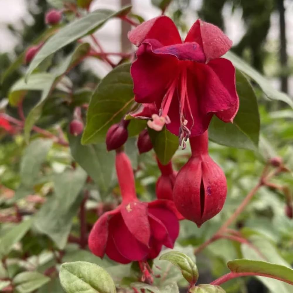 Red Fuchsia Plant Live, Fuchsia Flower Plant, Indoor Outdoor Garden Planting, 2-4 Inches Tall