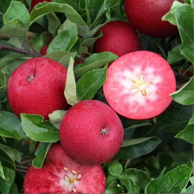 Pink Apple Tree Plants, Bare Root 1-2 Ft Tall, Apple Tree Plant Live for Planting Outdoors, Well Rooted Fruits Tree Plant, Dormant