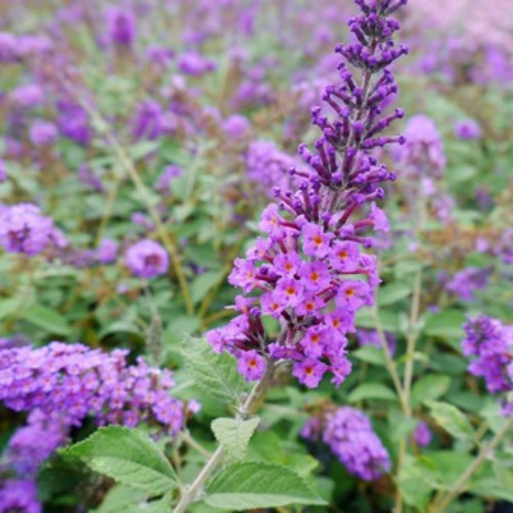 2 Butterfly Bushes Live Plants, Perennial Butterfly Bush for Outdoor Garden, Container Growing 4-7 Inches (Blue Purple)