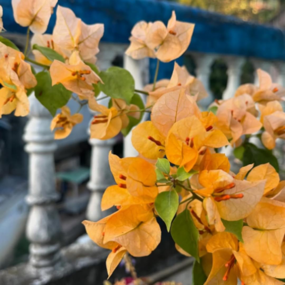 4 Bougainvillea Plants Live, Gold Bougainvillea Flower Plant, Live Bougainvillea Vine Plant for Gardening, 4 to 6 Inc in Height