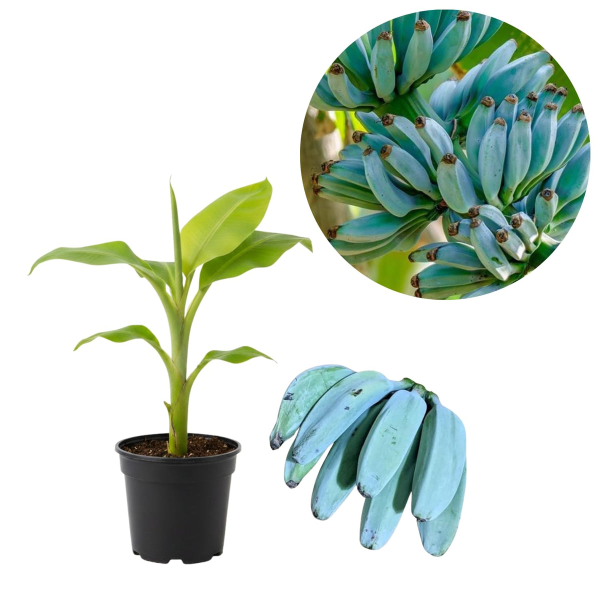 Ice Cream Banana Tree Live Plant, Blue Banana Fruit Plant Well Rooted, 5 to 7 Inch Tall, No Pot