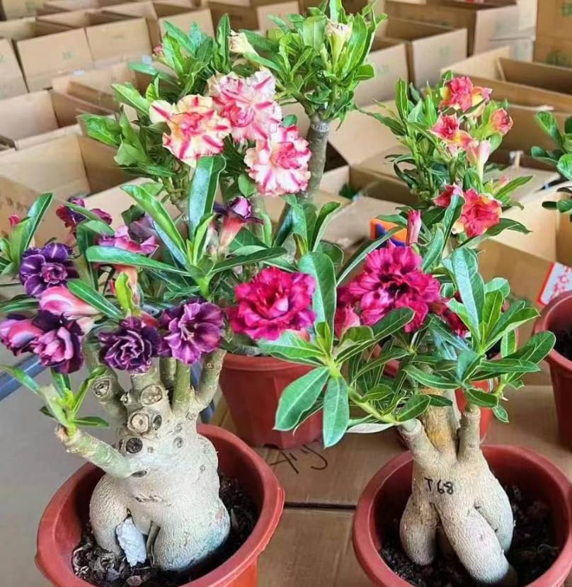 3 Mixed Desert Rose Plants Live, Live Adenium Obesum Succulents 4-6 Inches, Containers or Patio Growing