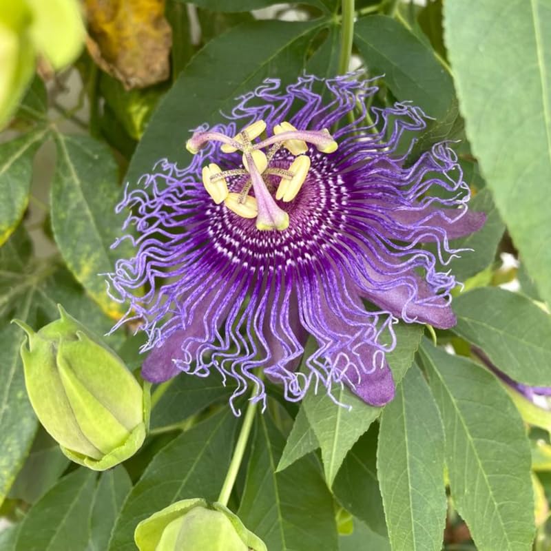 2 Purple Passion Flower Plants, 4-8'' Tall Red Passiflora Plant Vine for Planting, Vibrant Passion Flower Starter Plant for Home Garden and Containers, Well Rooted to Grow