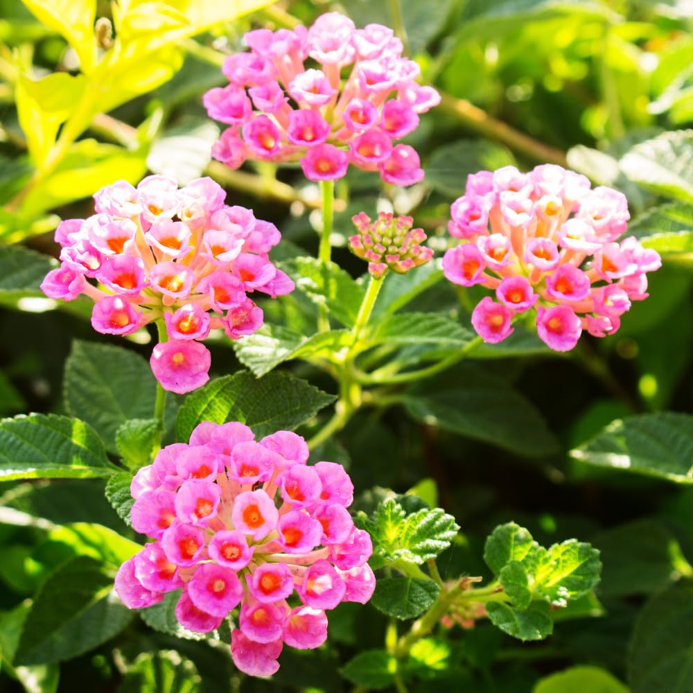 2 Lantana Plants Live, Lantanas Live Plants for Planting Indoor Outdoors, Perennial Flowers, 4-9 Inch Tall Well-Rooted (Multicolor Lantana)