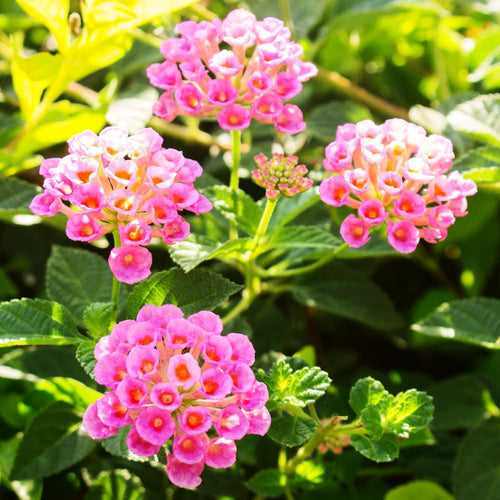 2 Lantana Plants Live, Lantanas Live Plants for Planting Indoor Outdoors, Perennial Flowers, 4-9 Inch Tall Well-Rooted (Pink Lantana)