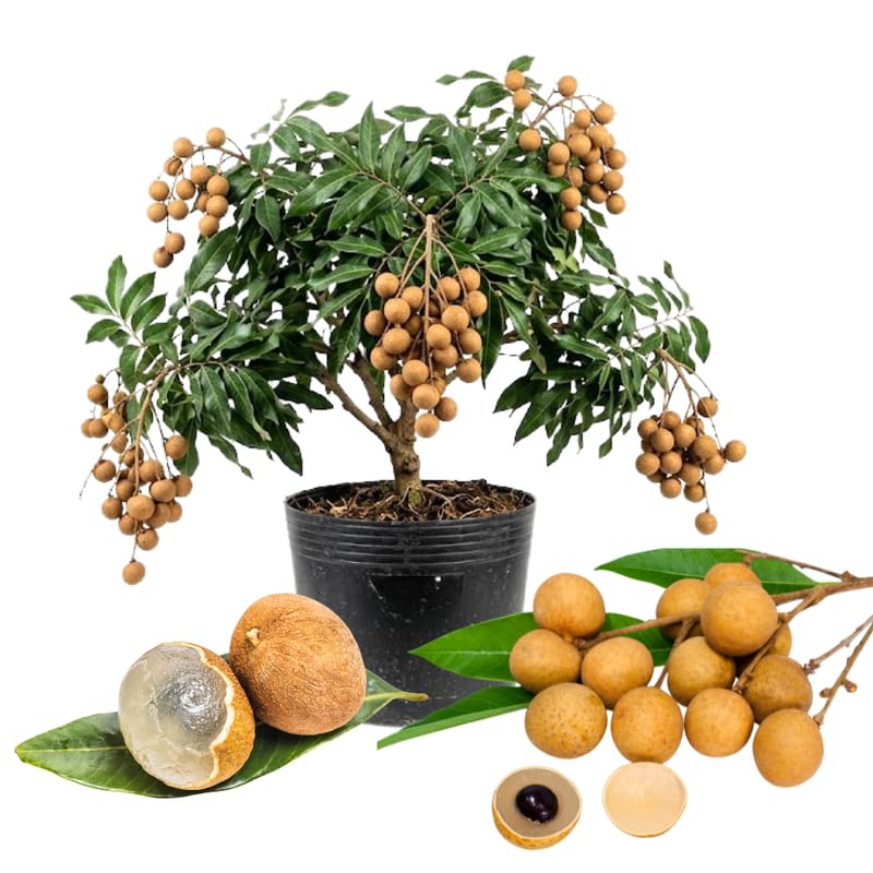 Longan Tree Live Plant, Tropical Longan Fruit Tree for Home Garden, 3 Gallon Pot, 2 to 3 Feet Tall, Sweet and Juice Longan, No Ship to CA