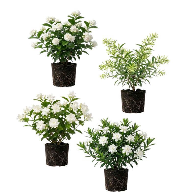 2 Assorted Jasmine Plants 4–8 Inch, Live Fragrant Jasmine Flowering Vine, Sweet Scented Blooms, Easy Care Indoor or Outdoor