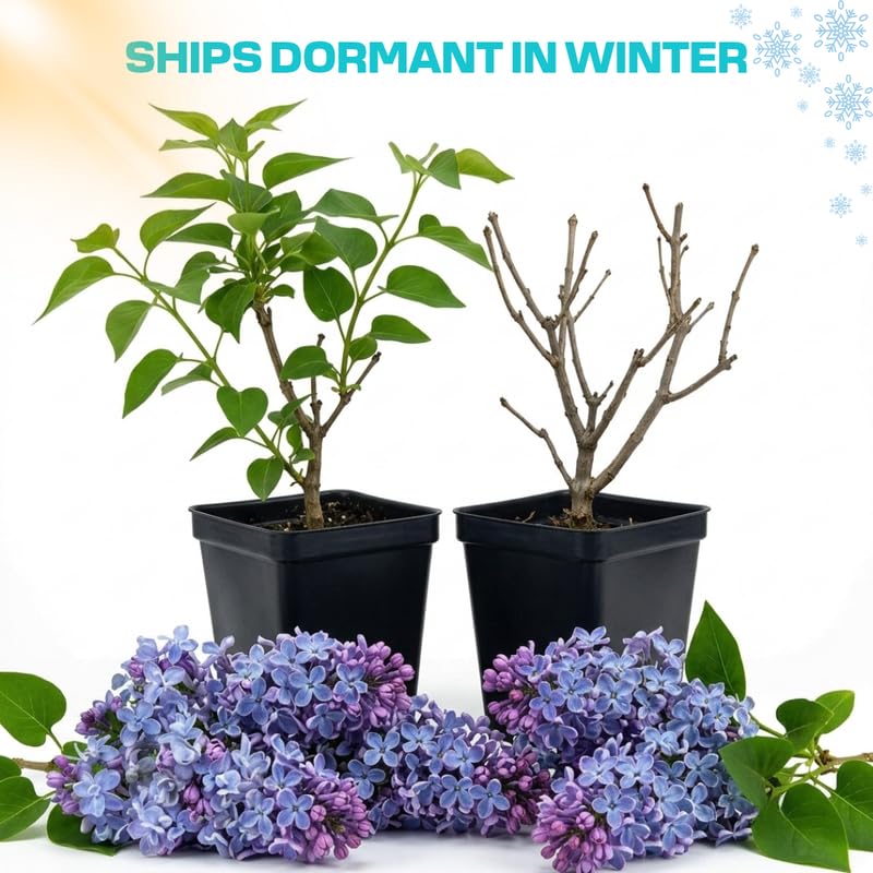 Light Blue Lilac Live Plant, Syringa Flowering Shrub, 6"+ Tall