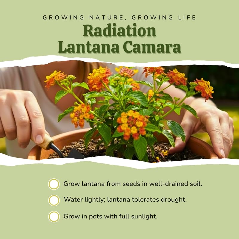3 Lantana Plants Live, Yellow Orange Lantana Flower Live Plant, Colorful Perennial Flower Garden, 4 to 7 Inches