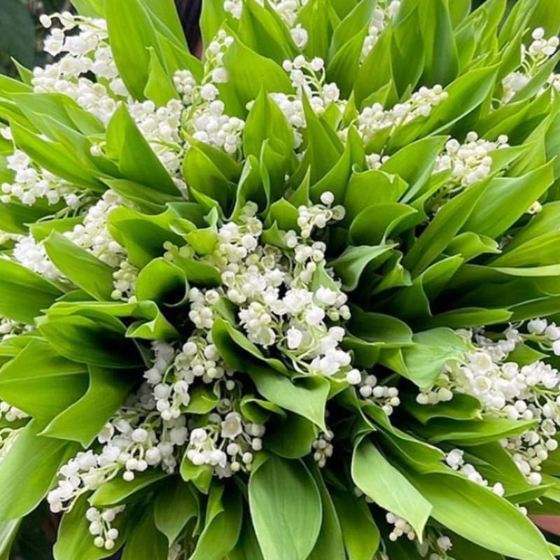5 Lily of The Valley Bulbs for Planting, White Lily Bulbs Roots, Perennial Flower Bulb