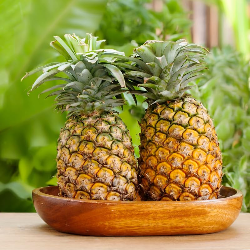 Pineapple Plant Live - 1 Ft Tall in 1 Gallon Pot, Tropical Pineapple Fruit Plant for Indoor and Outdoor Garden, Patio Growing, No Ship to CA