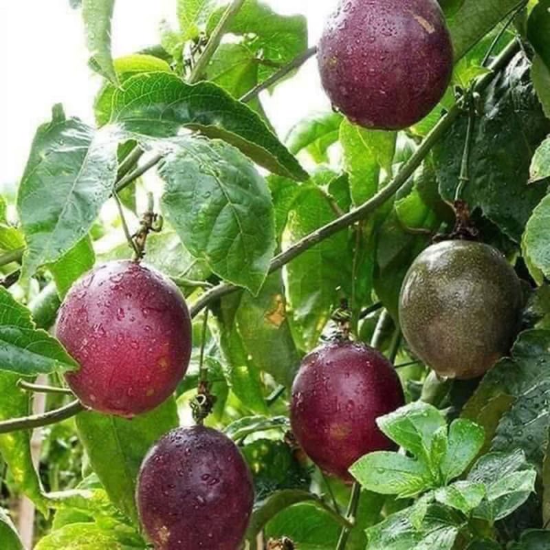 Purple Passionfruit Tree Live Plant, Passion Fruit Vine for Planting, 4-8 Inches Tall