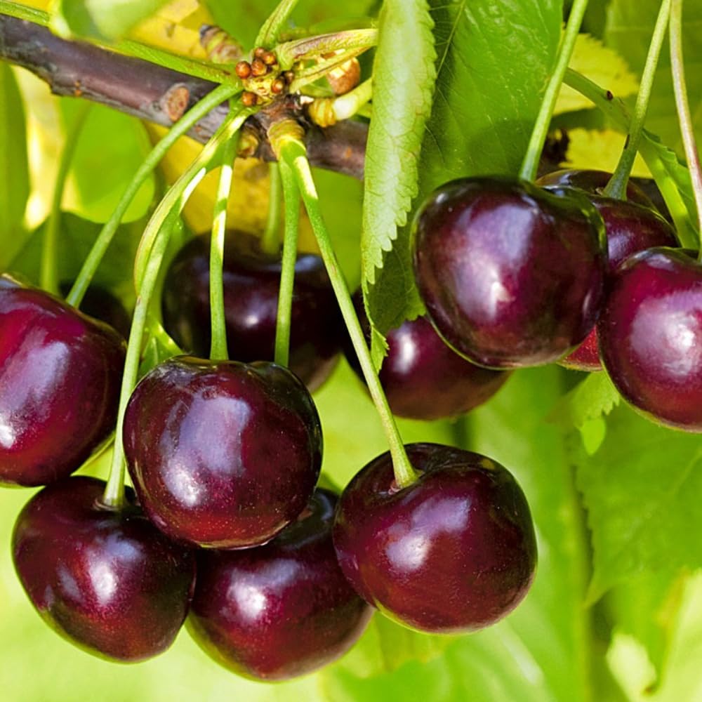 2 Black Cherry Trees Live Plants, 1-1.5 Feet Tall, Bare Root Dormant Sweet Cherry Fruit Trees for Outdoor Planting, Cold Hardy