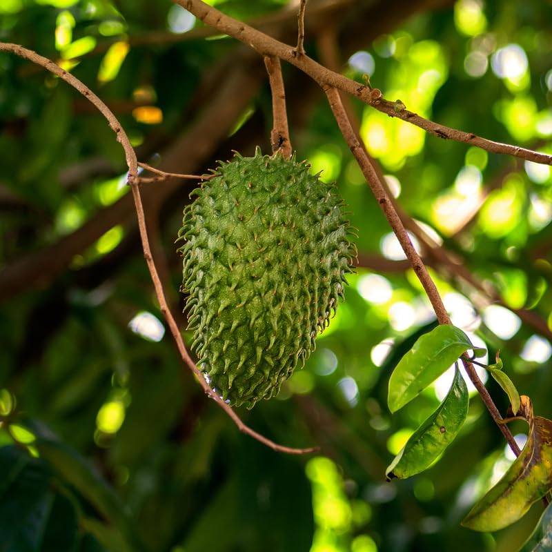 Live Soursop Tree, Guanabana Giant Soursop Tree Live Plant in 1 Gallon Pot for Planting Outdoors, No Ship to CA