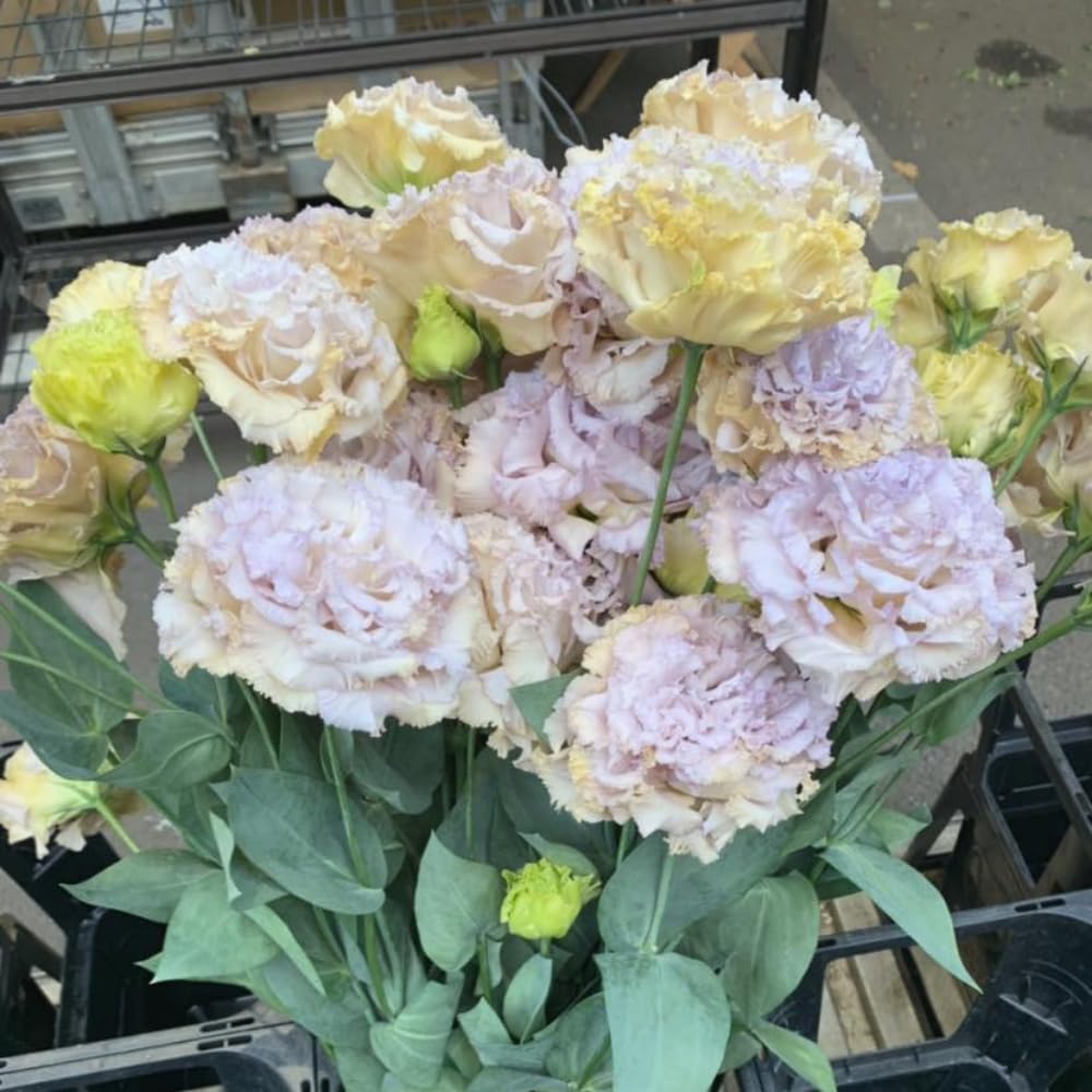 Sets 2 Blue Lisianthus Eustoma Live Plants, Plug Size, Well-Rooted, Texas Bluebell, Thornless Love Rose Plant, Spring to Fall Bloom, 2-4" in Tall Starter